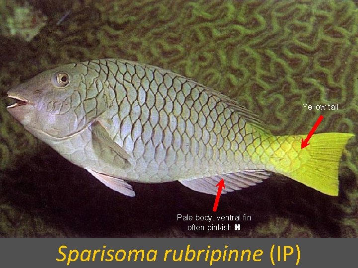Yellow tail Pale body; ventral fin often pinkish Sparisoma rubripinne (IP) 