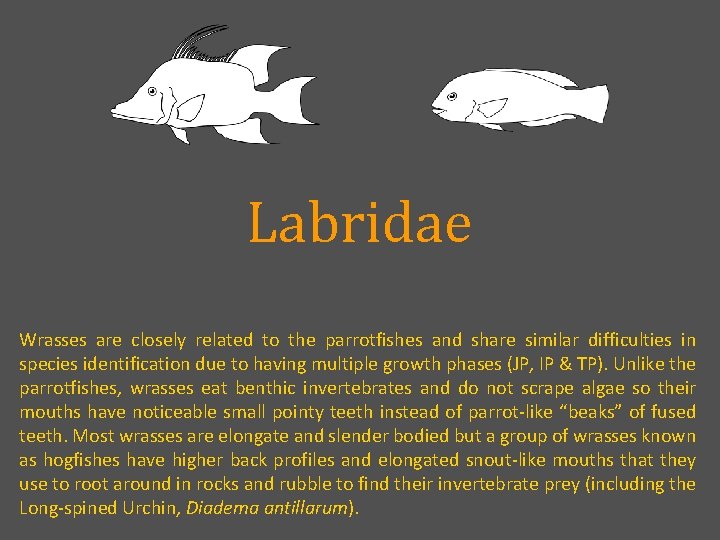 Labridae Wrasses are closely related to the parrotfishes and share similar difficulties in species
