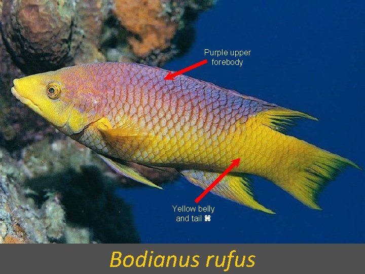 Purple upper forebody Yellow belly and tail Bodianus rufus 