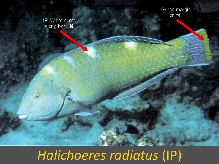 IP: White spots along back Green margin on tail Halichoeres radiatus (IP) 