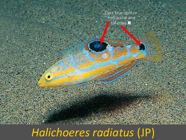 Dark blue spot on mid-dorsal and tail base Halichoeres radiatus (JP) 