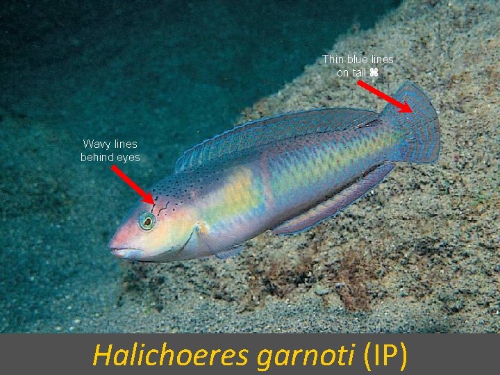Thin blue lines on tail Wavy lines behind eyes Halichoeres garnoti (IP) 