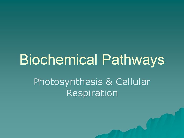 Biochemical Pathways Photosynthesis & Cellular Respiration 