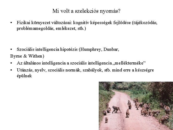 Mi volt a szelekciós nyomás? • Fizikai környezet változásai: kognitív képességek fejlődése (tájékozódás, problémamegoldás,