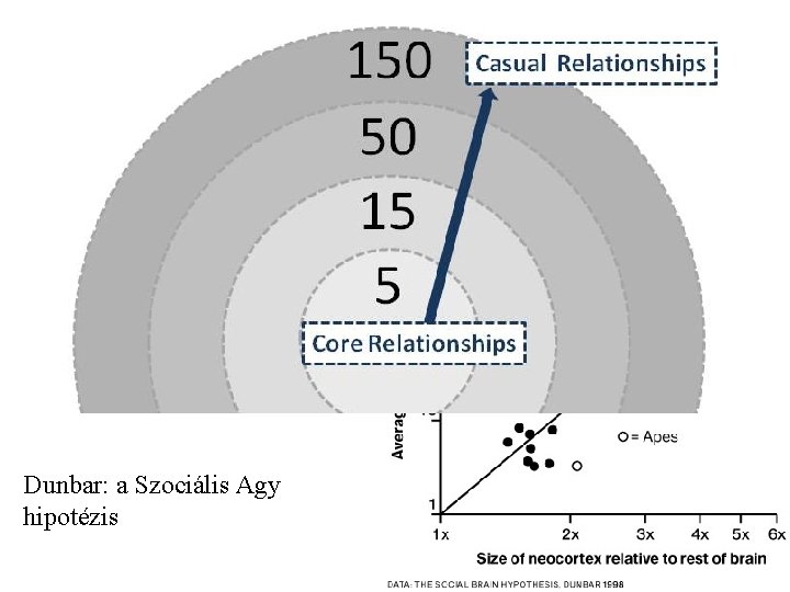 Dunbar: a Szociális Agy hipotézis 