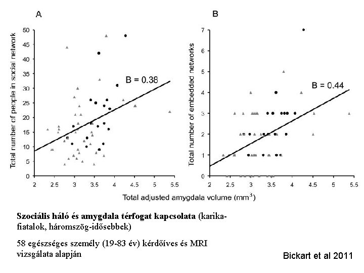 Szociális háló és amygdala térfogat kapcsolata (karikafiatalok, háromszög-idősebbek) 58 egészséges személy (19 -83 év)