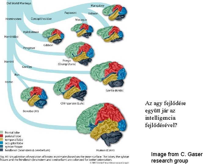 Az agy fejlődése együtt jár az intelligencia fejlődésével? Image from C. Gaser research group