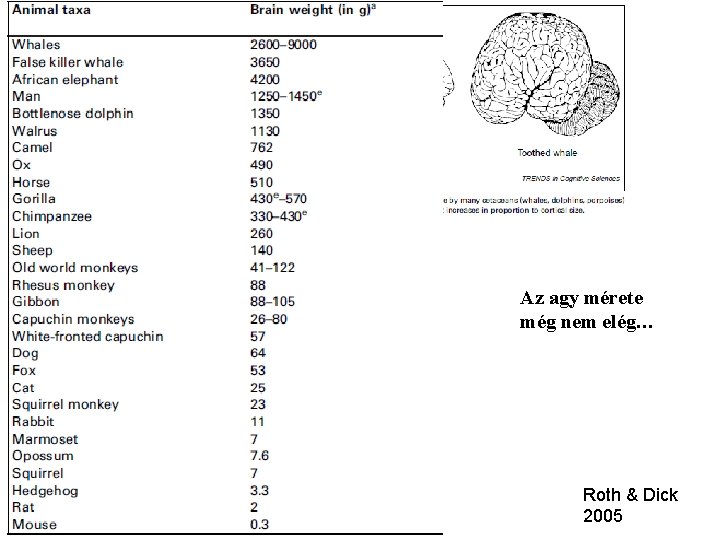 Az agy mérete még nem elég… Roth & Dick 2005 