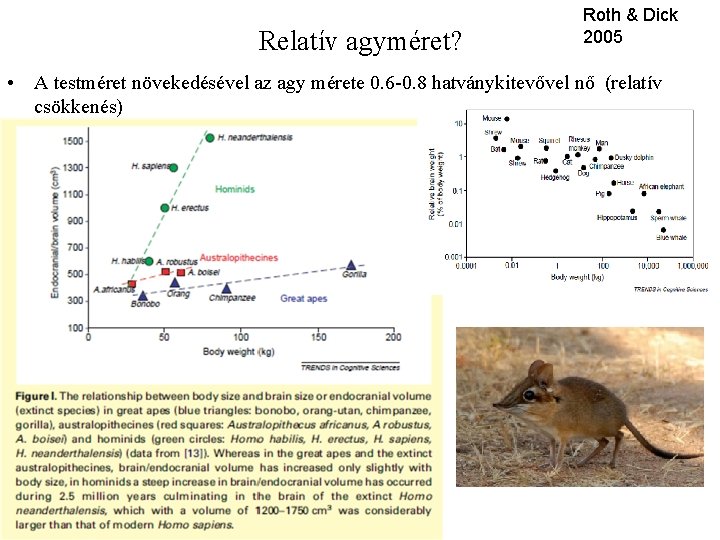 Relatív agyméret? Roth & Dick 2005 • A testméret növekedésével az agy mérete 0.