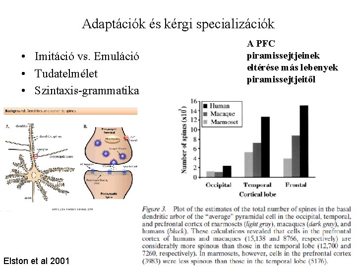 Adaptációk és kérgi specializációk • Imitáció vs. Emuláció • Tudatelmélet • Szintaxis-grammatika Elston et