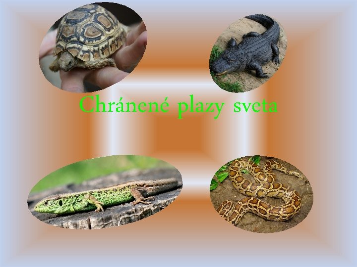 Chránené plazy sveta 