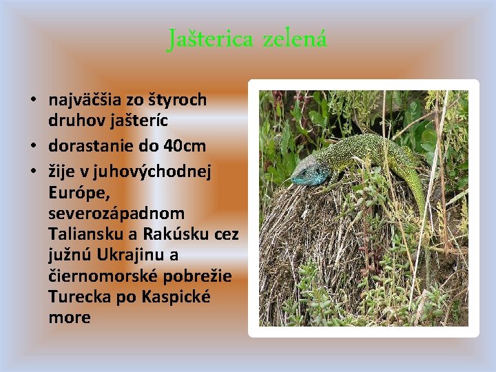 Jašterica zelená • najväčšia zo štyroch druhov jašteríc • dorastanie do 40 cm •