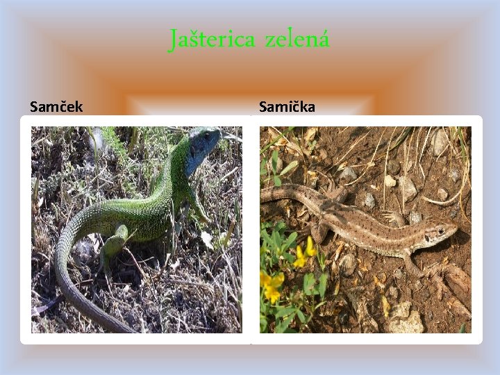 Jašterica zelená Samček Samička 