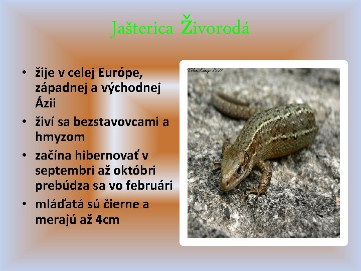 Jašterica živorodá • žije v celej Európe, západnej a východnej Ázii • živí sa