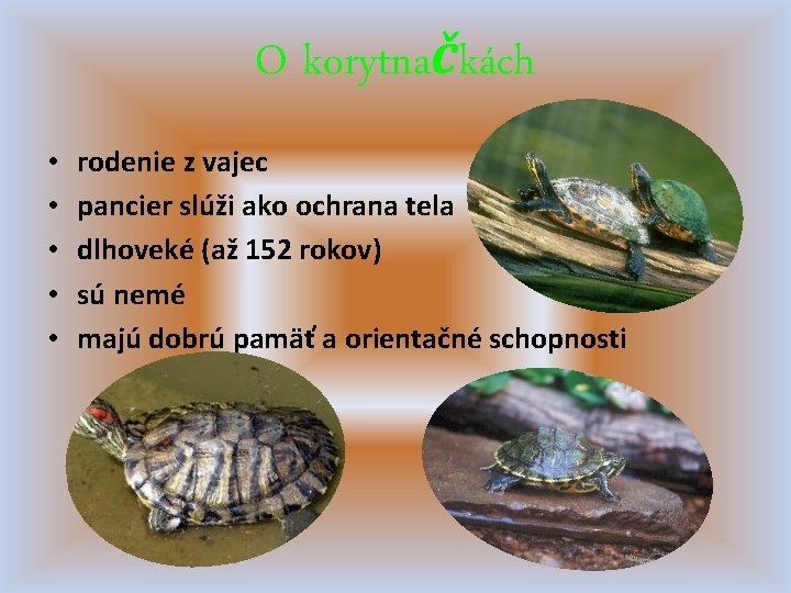 O korytnačkách • • • rodenie z vajec pancier slúži ako ochrana tela dlhoveké