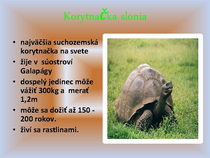 Korytnačka slonia • najväčšia suchozemská korytnačka na svete • žije v súostroví Galapágy •