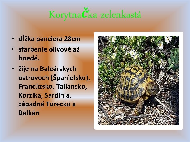 Korytnačka zelenkastá • dĺžka panciera 28 cm • sfarbenie olivové až hnedé. • žije