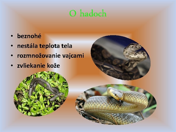 O hadoch • • beznohé nestála teplota tela rozmnožovanie vajcami zvliekanie kože 