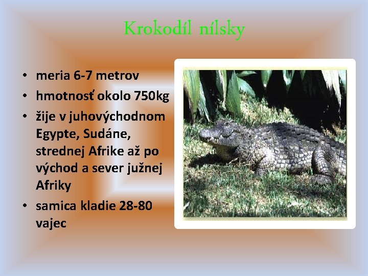 Krokodíl nílsky • meria 6 -7 metrov • hmotnosť okolo 750 kg • žije