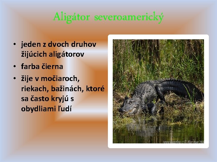 Aligátor severoamerický • jeden z dvoch druhov žijúcich aligátorov • farba čierna • žije