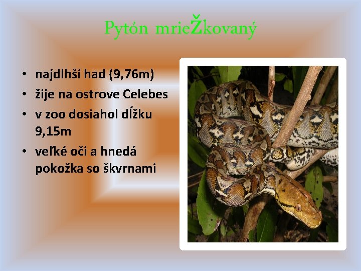 Pytón mriežkovaný • najdlhší had (9, 76 m) • žije na ostrove Celebes •