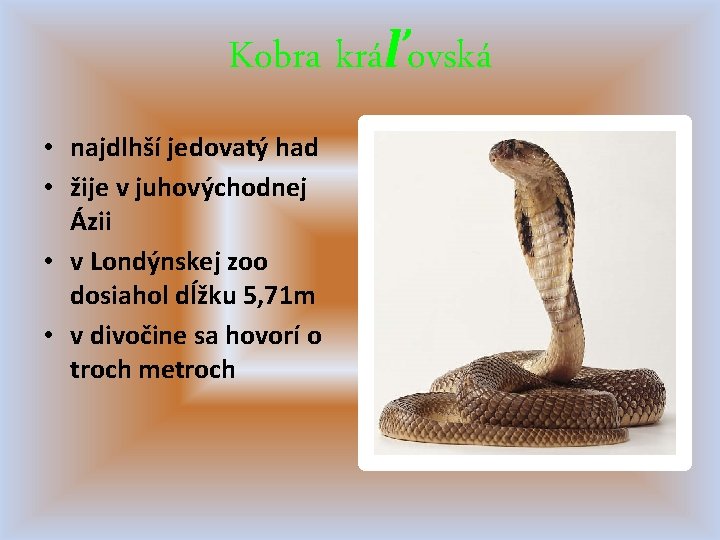 Kobra kráľovská • najdlhší jedovatý had • žije v juhovýchodnej Ázii • v Londýnskej