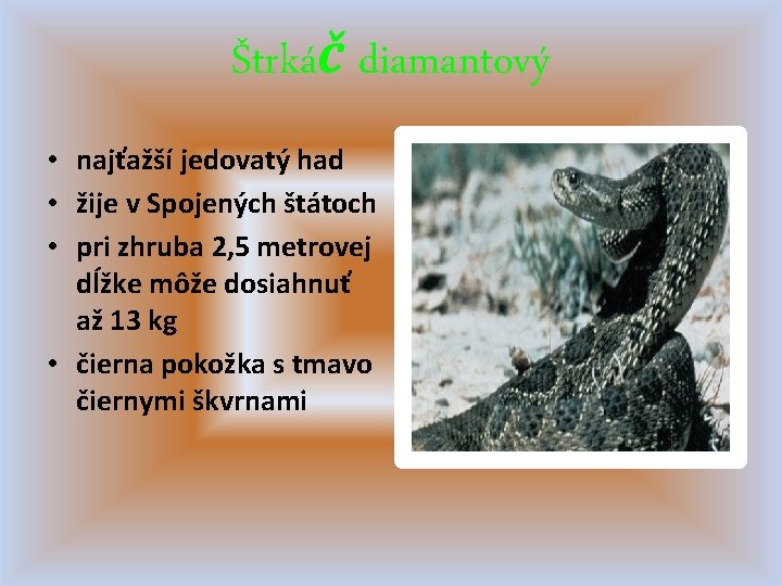 Štrkáč diamantový • najťažší jedovatý had • žije v Spojených štátoch • pri zhruba