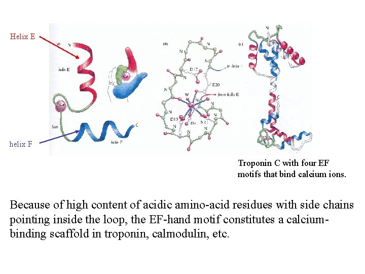 Helix E helix F Troponin C with four EF motifs that bind calcium ions.