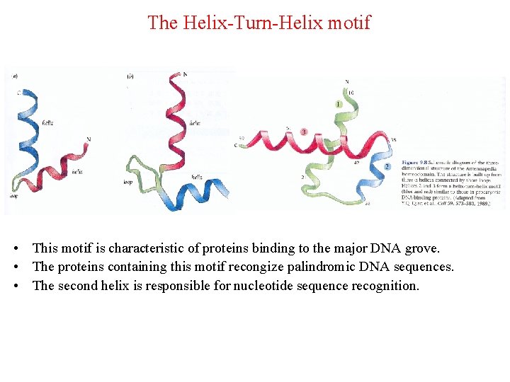 The Helix-Turn-Helix motif • This motif is characteristic of proteins binding to the major