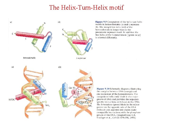 The Helix-Turn-Helix motif 