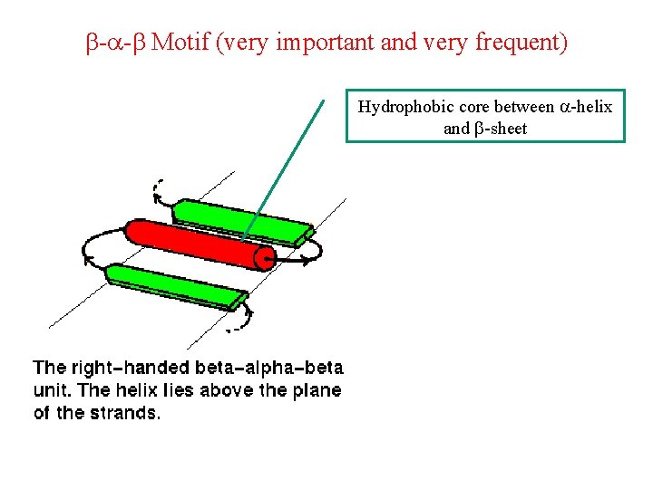 b-a-b Motif (very important and very frequent) Hydrophobic core between a-helix and b-sheet 