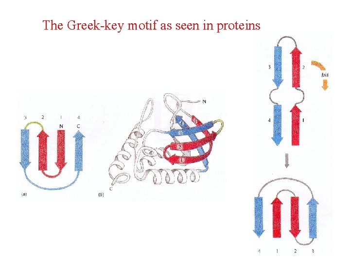 The Greek-key motif as seen in proteins 