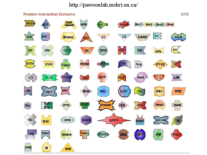 http: //pawsonlab. mshri. on. ca/ 