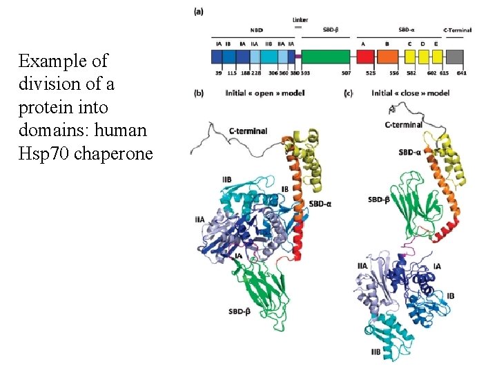 Example of division of a protein into domains: human Hsp 70 chaperone 