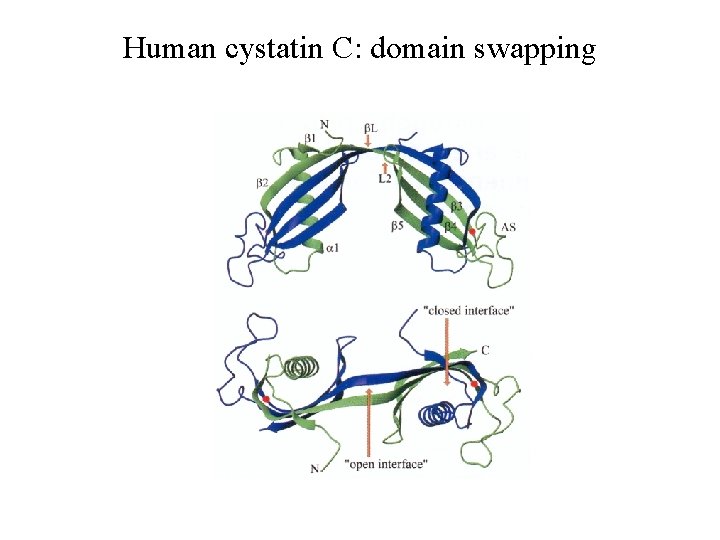 Human cystatin C: domain swapping 