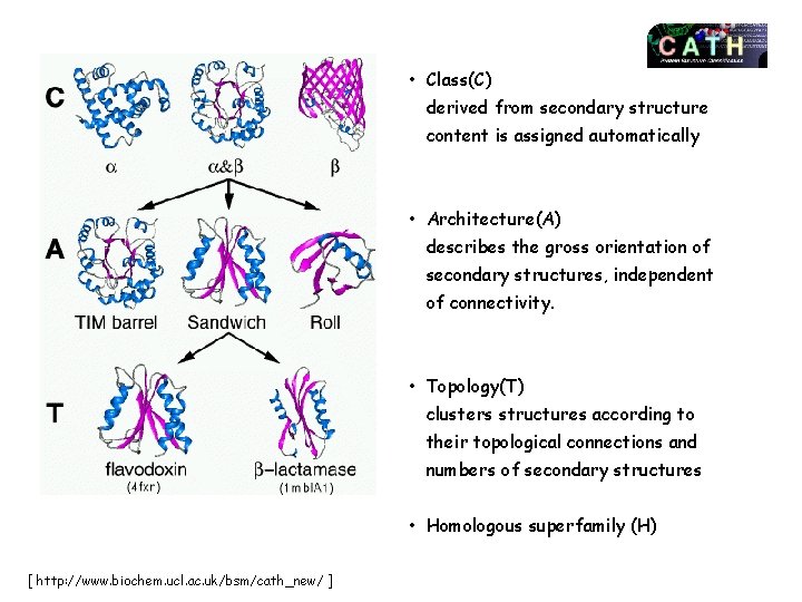  • Class(C) derived from secondary structure content is assigned automatically • Architecture(A) describes