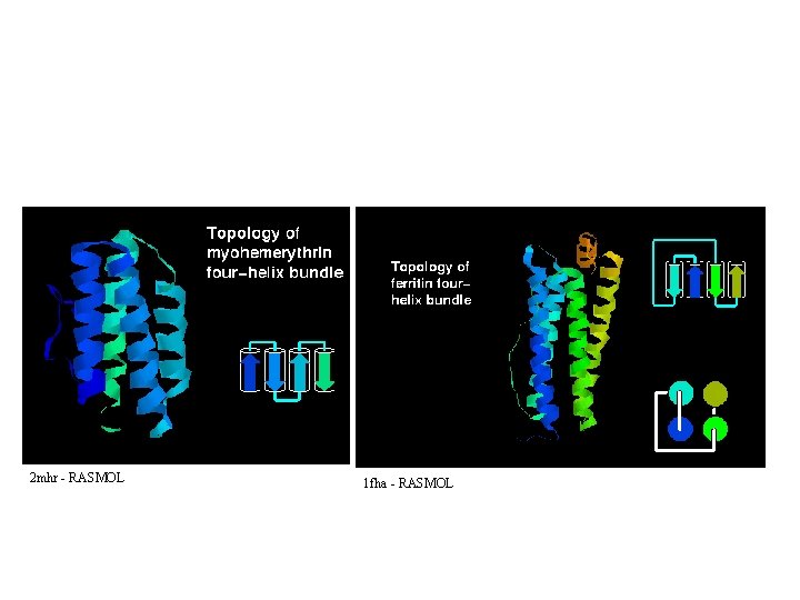 2 mhr - RASMOL 1 fha - RASMOL 