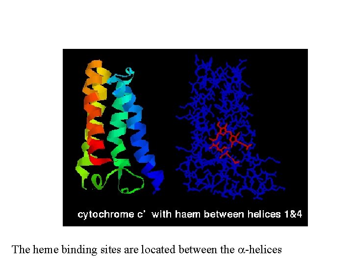 The heme binding sites are located between the a-helices 
