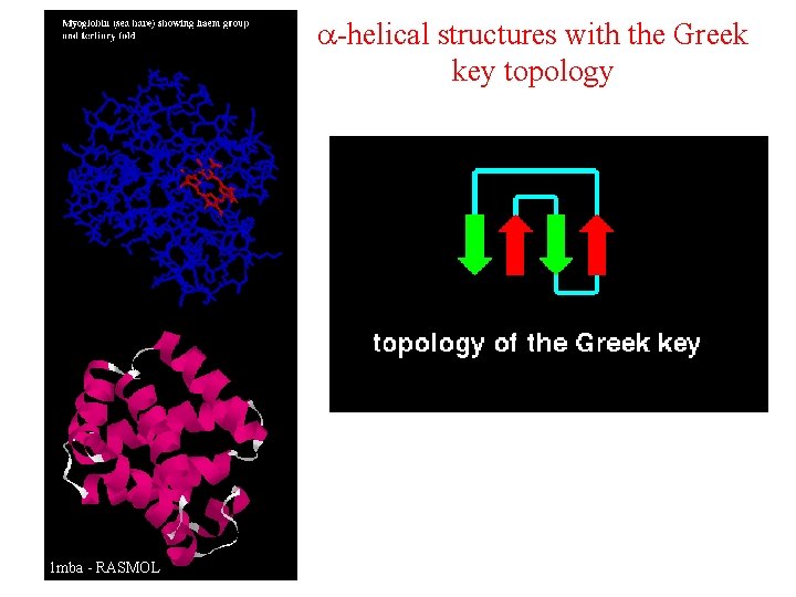 a-helical structures with the Greek key topology • Tego typu domeny spotykane są przede