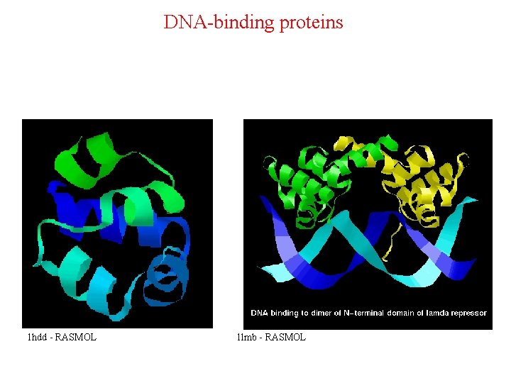 DNA-binding proteins 1 hdd - RASMOL 1 lmb - RASMOL 