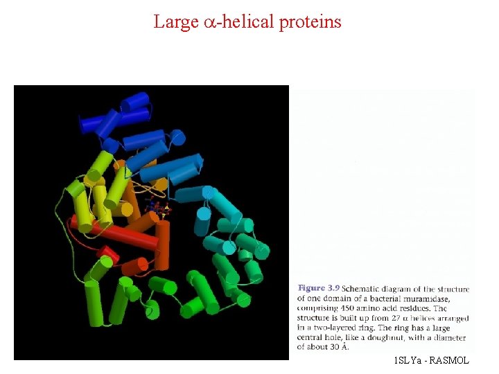 Large a-helical proteins 1 SLYa - RASMOL 