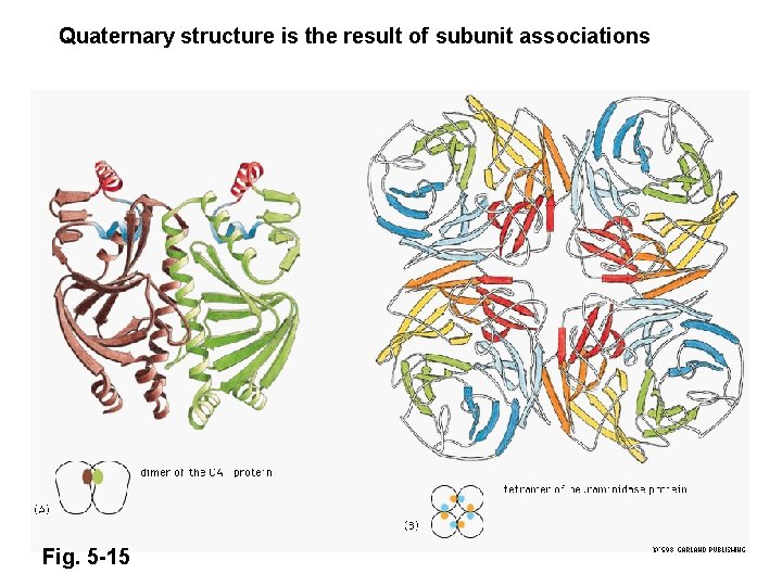 Quaternary structure is the result of subunit associations Fig. 5 -15 
