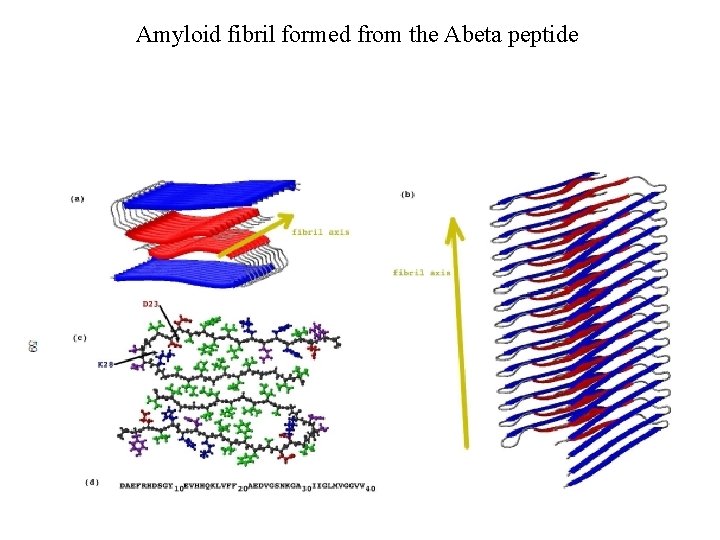 Amyloid fibril formed from the Abeta peptide 