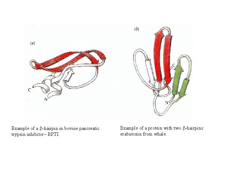 Example of a b-hairpin in bovine pancreatic trypsin inhibitor– BPTI. Example of a protein