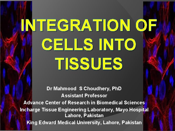 INTEGRATION OF CELLS INTO TISSUES Dr Mahmood S
