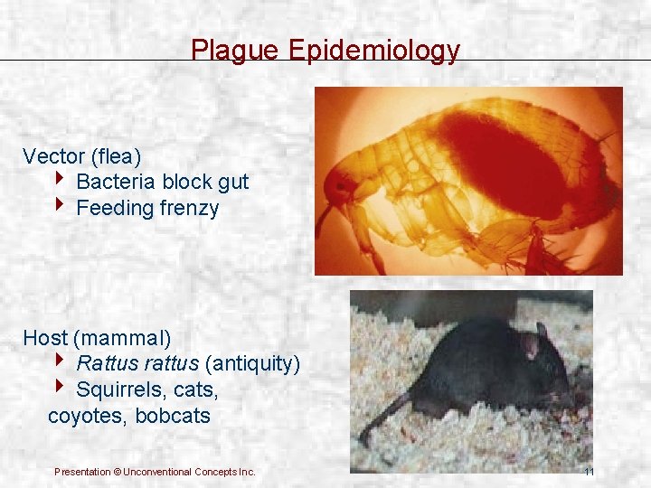 Plague Epidemiology Vector (flea) 4 Bacteria block gut 4 Feeding frenzy Host (mammal) 4
