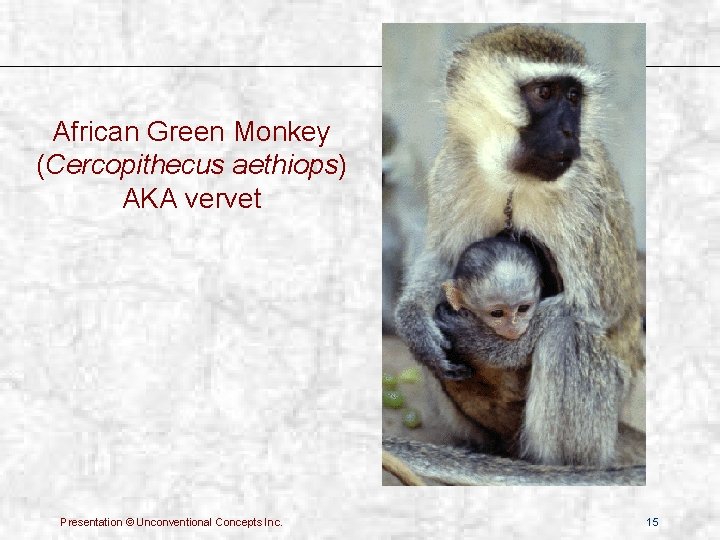 African Green Monkey (Cercopithecus aethiops) AKA vervet Presentation © Unconventional Concepts Inc. 15 