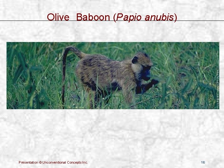 Olive Baboon (Papio anubis) Presentation © Unconventional Concepts Inc. 16 