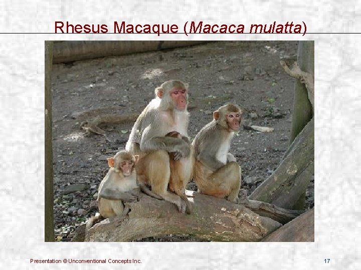 Rhesus Macaque (Macaca mulatta) Presentation © Unconventional Concepts Inc. 17 