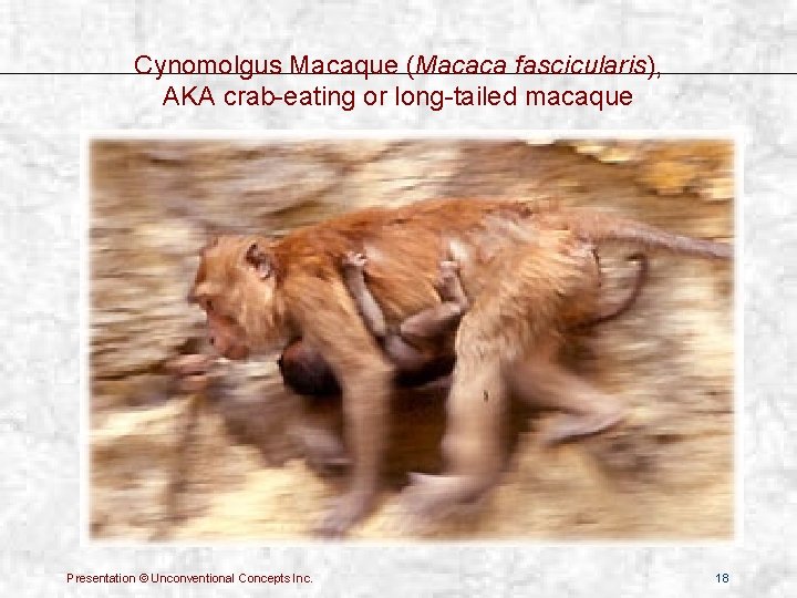 Cynomolgus Macaque (Macaca fascicularis), AKA crab-eating or long-tailed macaque Presentation © Unconventional Concepts Inc.